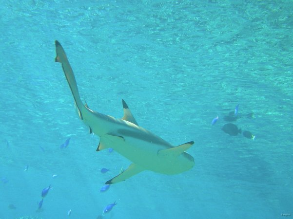 57- Les dessous du requin pointe noire 